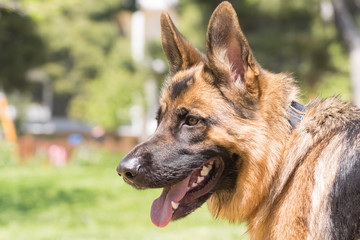 German shepherd portrait.
