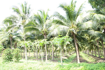 Field of coconut trees in thailand