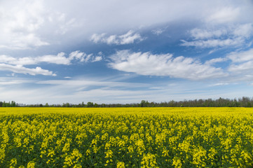 Fototapeta premium Springtime landscape over natural oilseed rape field
