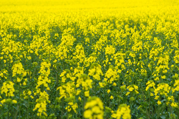 Obraz premium Natural springtime oilseed rape field closeup