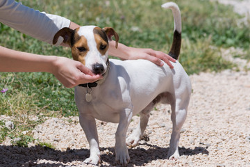 Woman feeding a jack russell dog.