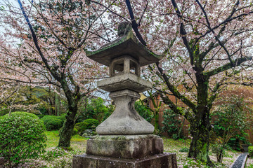 Pink flowering sakura