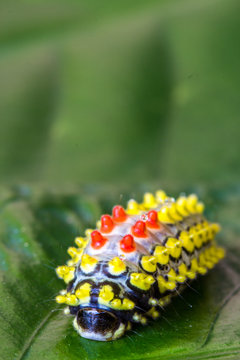 color butterfly worm