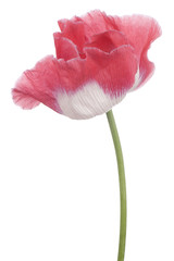 Fototapeta premium poppy
