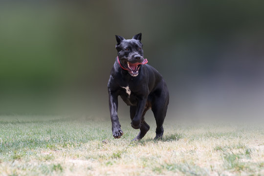 Canis pugnax for best sale sale