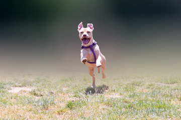 Happy American pit bull terrier running.