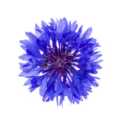 Blue cornflower flower