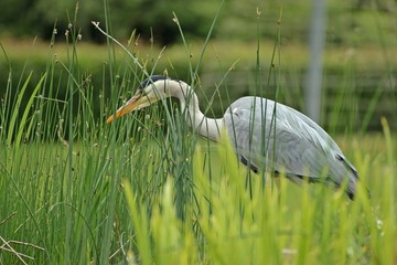 Graureiher (Ardea cinerea) auf der Jagd am Teichufer 
