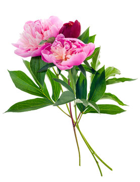 Fototapeta Peony bouquet isolated
