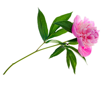 Fototapeta Pink peony isolated