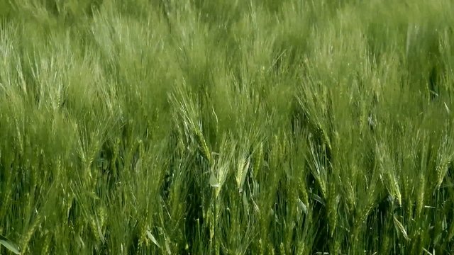 Getreidefeld im Wind