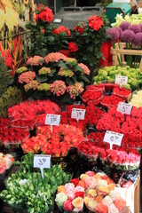 Panorami ed immagini di Amsterdam e della campagna attorno