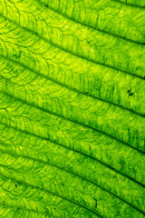 Abstract Green Leaf