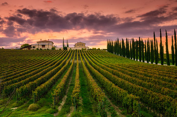 Vineyard in Umbria, Italy - obrazy, fototapety, plakaty