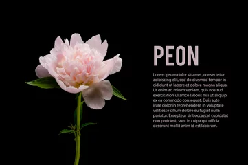pink peony isolated