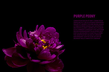 purple peony isolated - obrazy, fototapety, plakaty