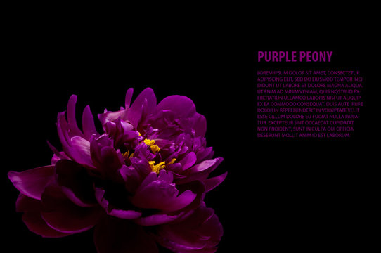 Fototapeta purple peony isolated