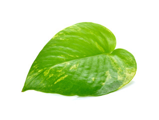 Fototapeta premium Pothos leaf isolated on white background