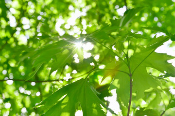 Obraz premium Beautiful Fresh Maple Leaves against the Sun 