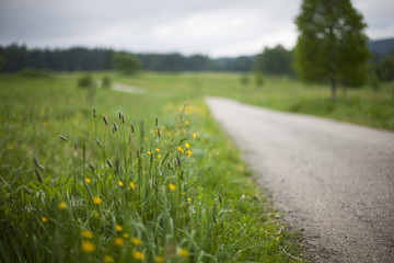 Blurred road with flowers in the ditch