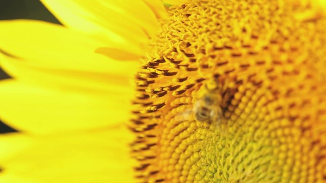 Bee collecting nectar doing pollination on sunflower
