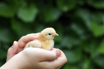 cute yellow little chicken in child hand