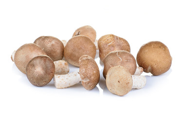 shiitake on white background