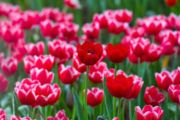 Beautiful background of flowers big begonias