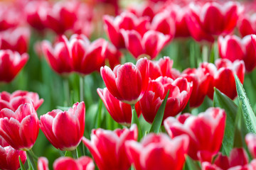 Red Tulip flowers foggy sprayed in the morning.