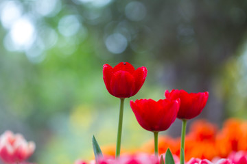 Obraz premium Tulips with bokeh background
