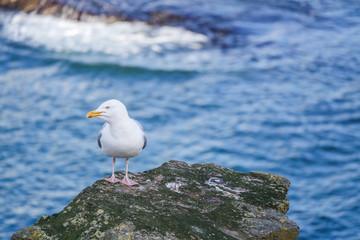 Herring sea gull