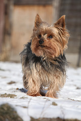 Beautiful Yorkshire Terrier in winter