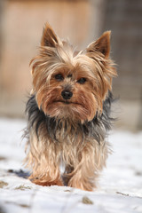 Beautiful Yorkshire Terrier in winter