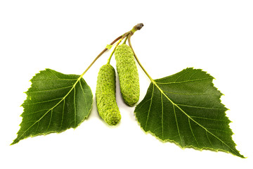 Leaves of birch