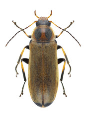 Beetle Osphya bipunctata