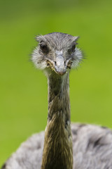 &Eacute;meu d&rsquo;Australie (Dromaius novaehollandiae)