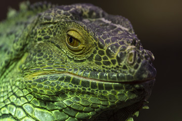 Iguane vert ou Iguane commun - Iguana iguana
