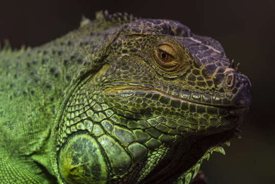 Iguane vert ou Iguane commun - Iguana iguana