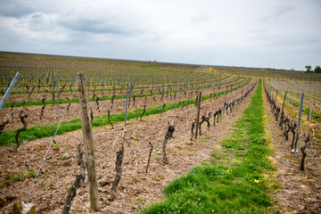 Fototapeta na wymiar Row of trellised vines in an agricultural vineyard