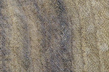 Texture in the wood of a tree elm, abstract.