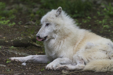 Obraz na płótnie Canvas Loup de la toundra d'Alaska (Canis lupus tundrarum)