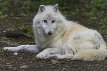 Loup de la toundra d'Alaska (Canis lupus tundrarum)