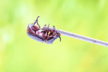 rhinoceros beetle