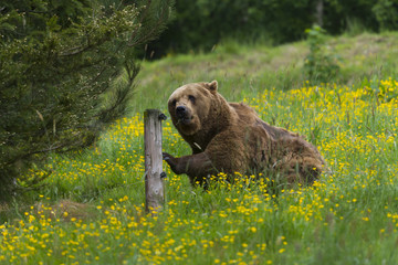 ours des Pyrénées