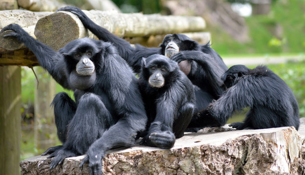 Siamang Gibbon Family Relaxing