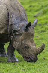 Obraz premium Rhinocéros (Rhinocerotidae)