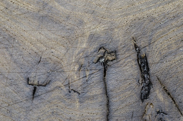 Abstract, texture in the wood of a tree elm