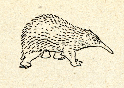 Echidna