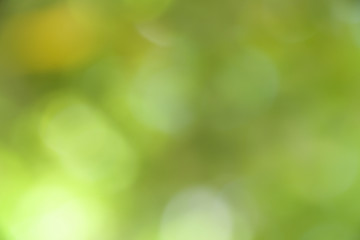 Obraz premium green bokeh from tree can be used as background