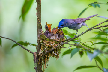 Female Black-naped monarch  feeding insect
